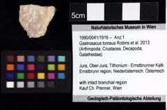 Foto (Objket + Etiketten) von Eodromites sp. 